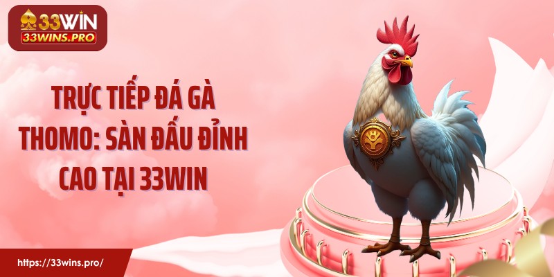 Trực Tiếp Đá Gà Thomo: Sàn Đấu Đỉnh Cao Tại 33WIN