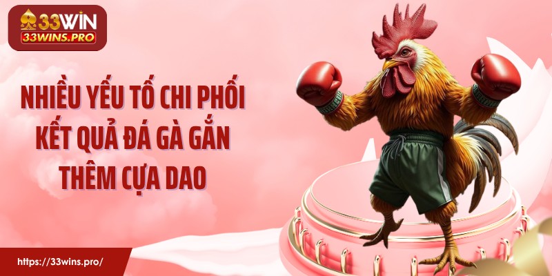 Nhiều yếu tố chi phối kết quả đá gà gắn thêm cựa dao