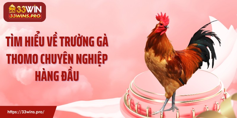 Tìm hiểu về trường gà Thomo chuyên nghiệp hàng đầu