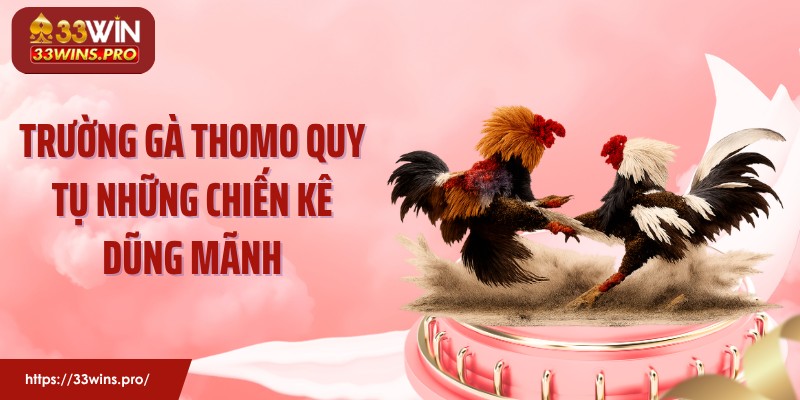 Trường gà Thomo quy tụ những chiến kê dũng mãnh